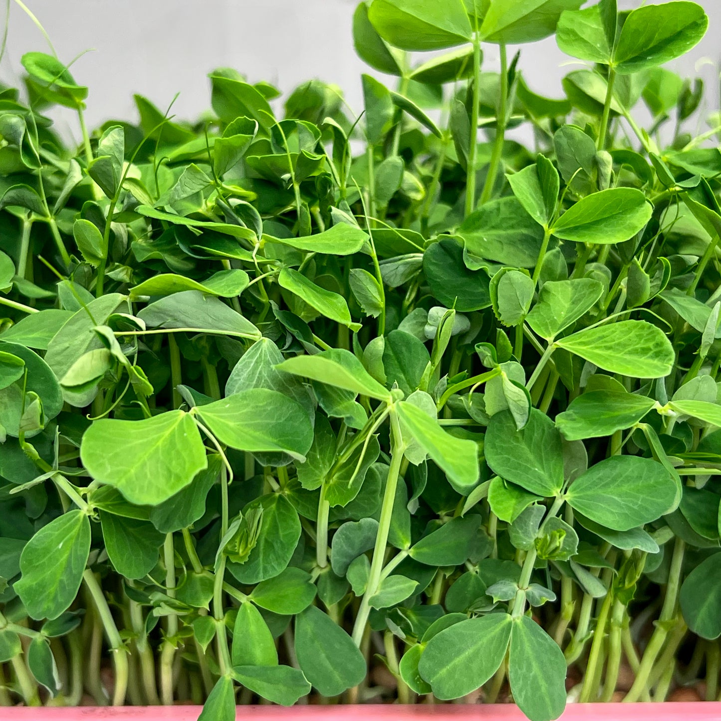 Pea Shoots