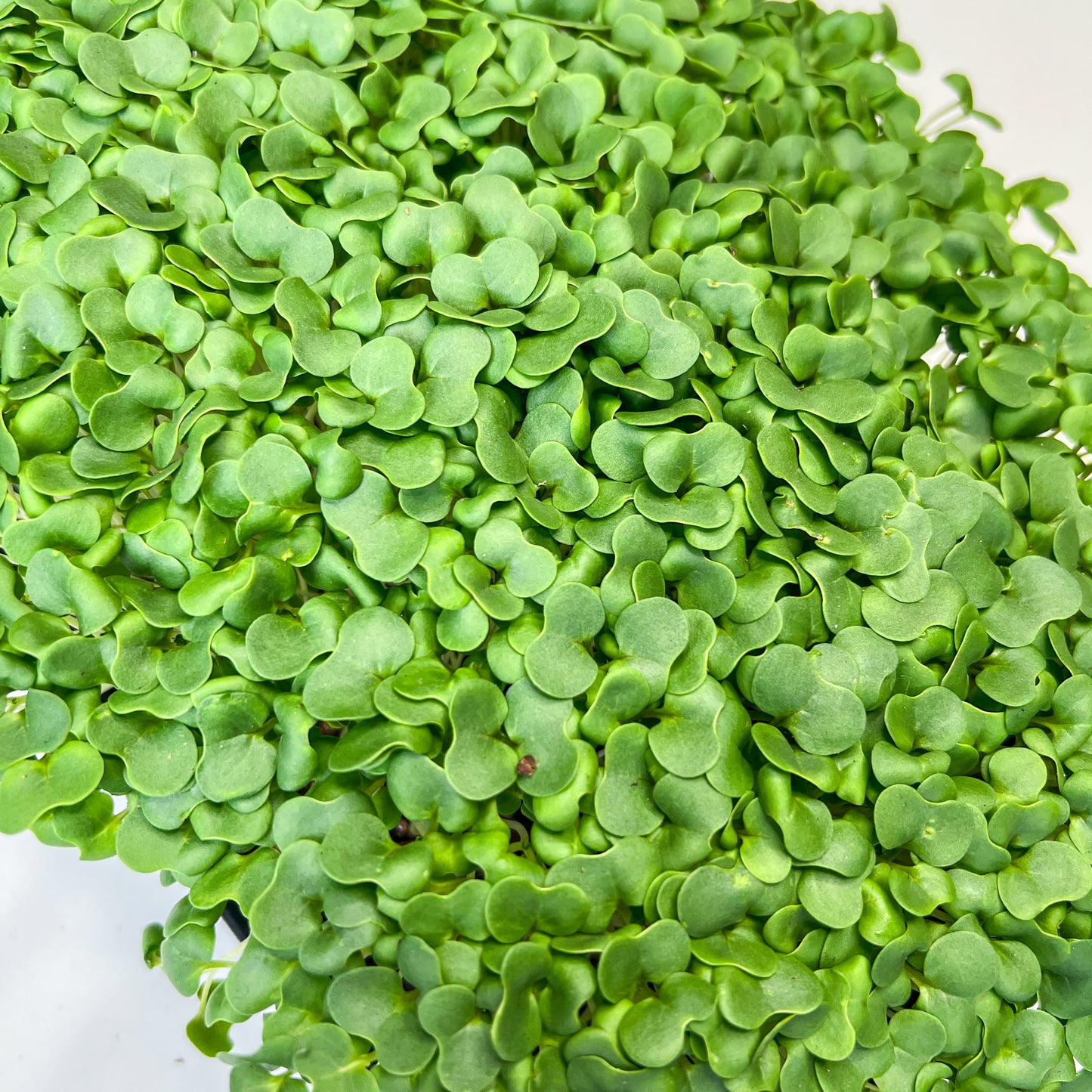 Garlic Kale