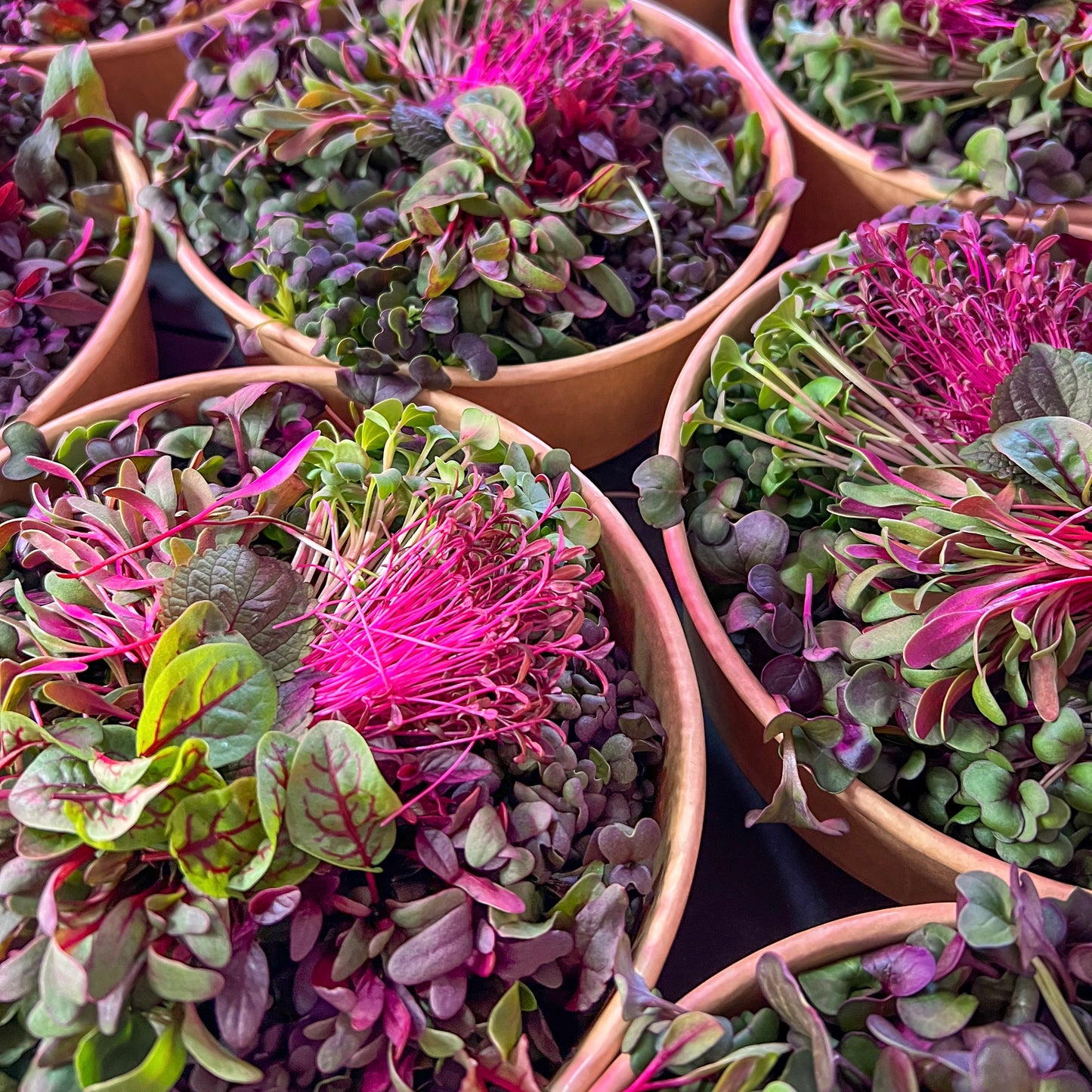 Salad Bowls