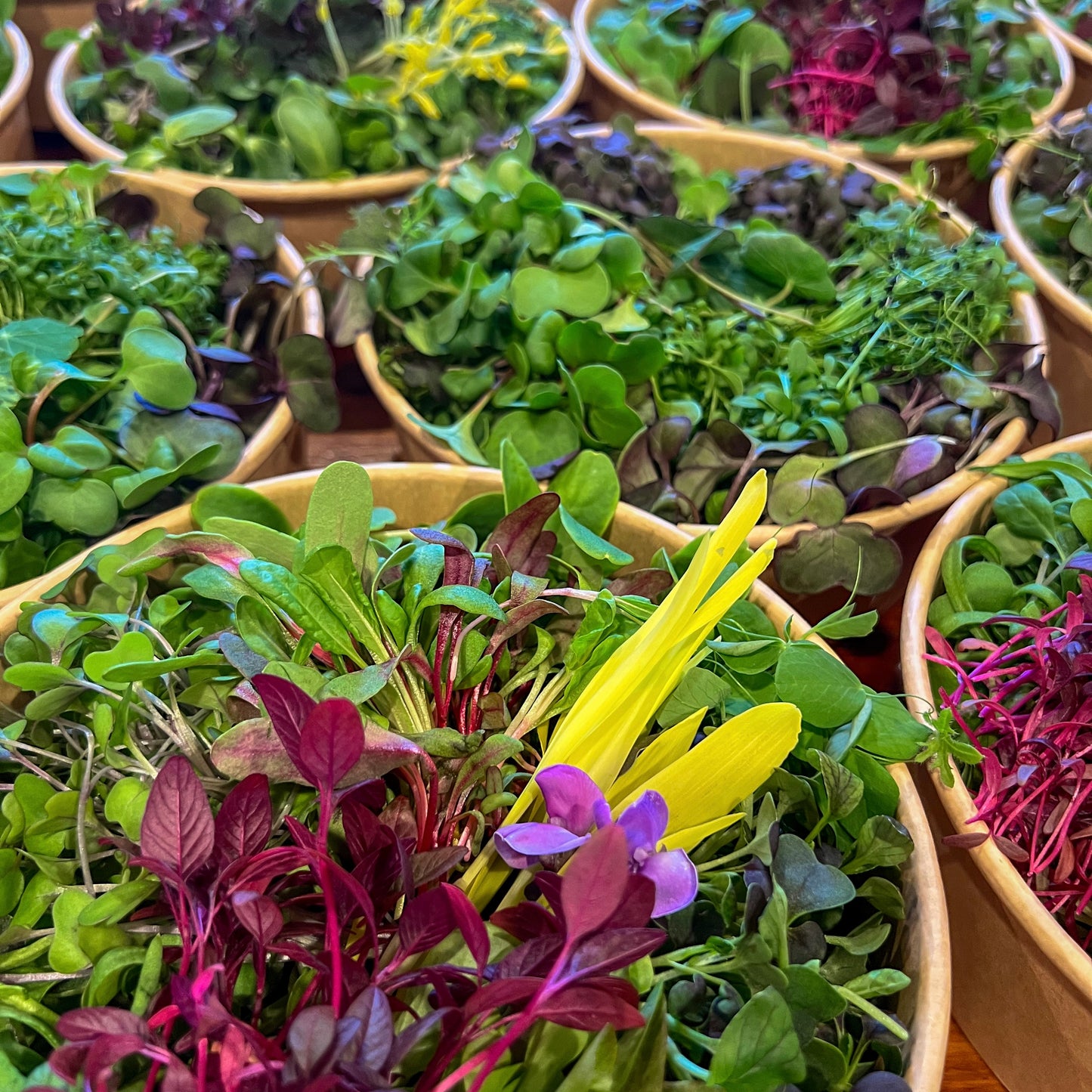 Salad Bowls