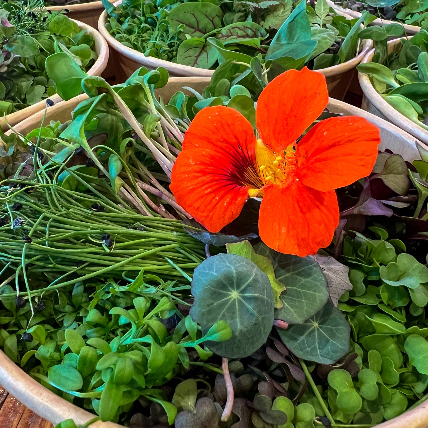 Salad Bowls