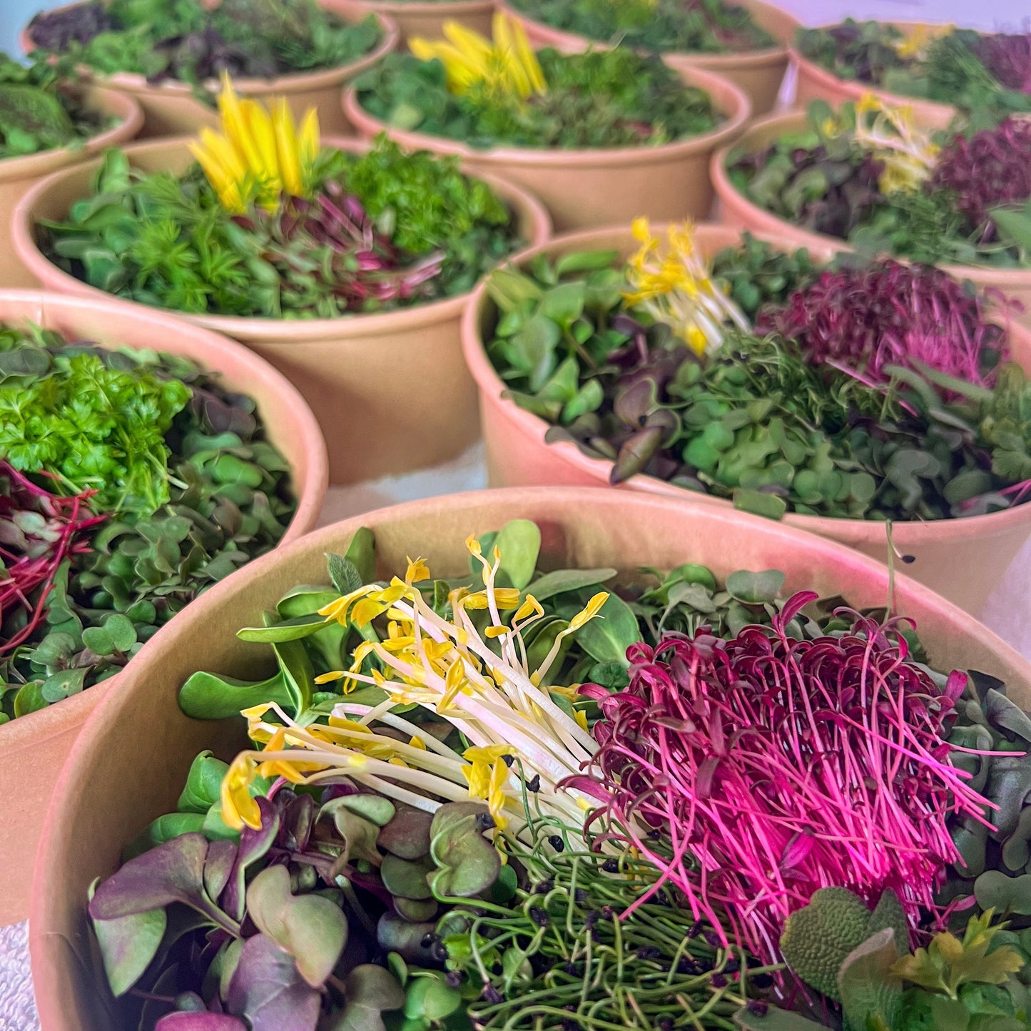 Salad Bowls