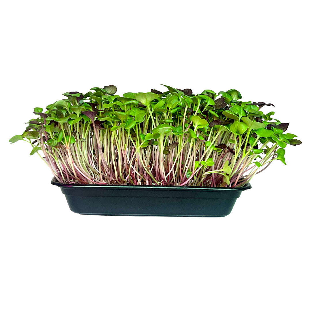 Microgreens DIY Grow Kit