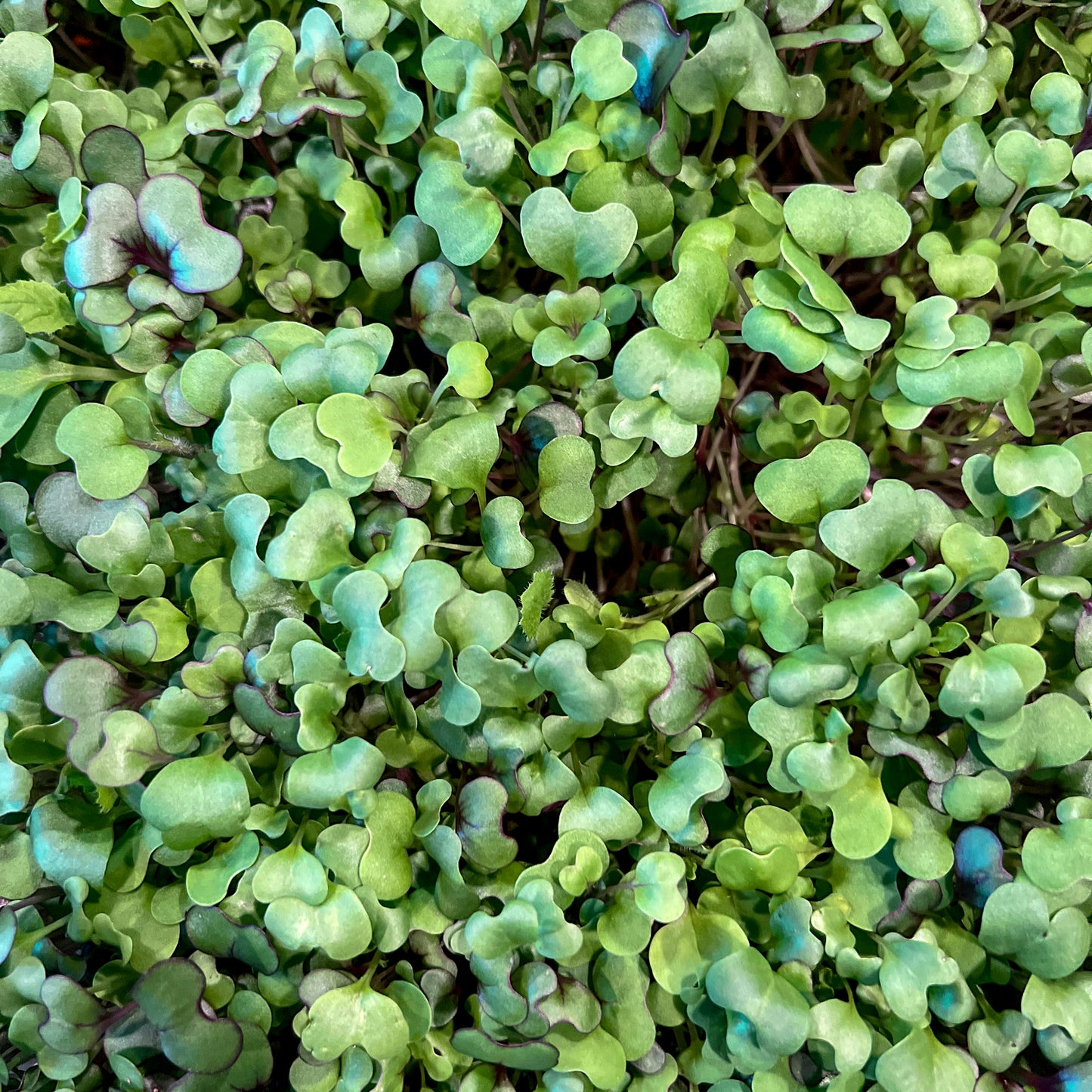 Superfood Mix