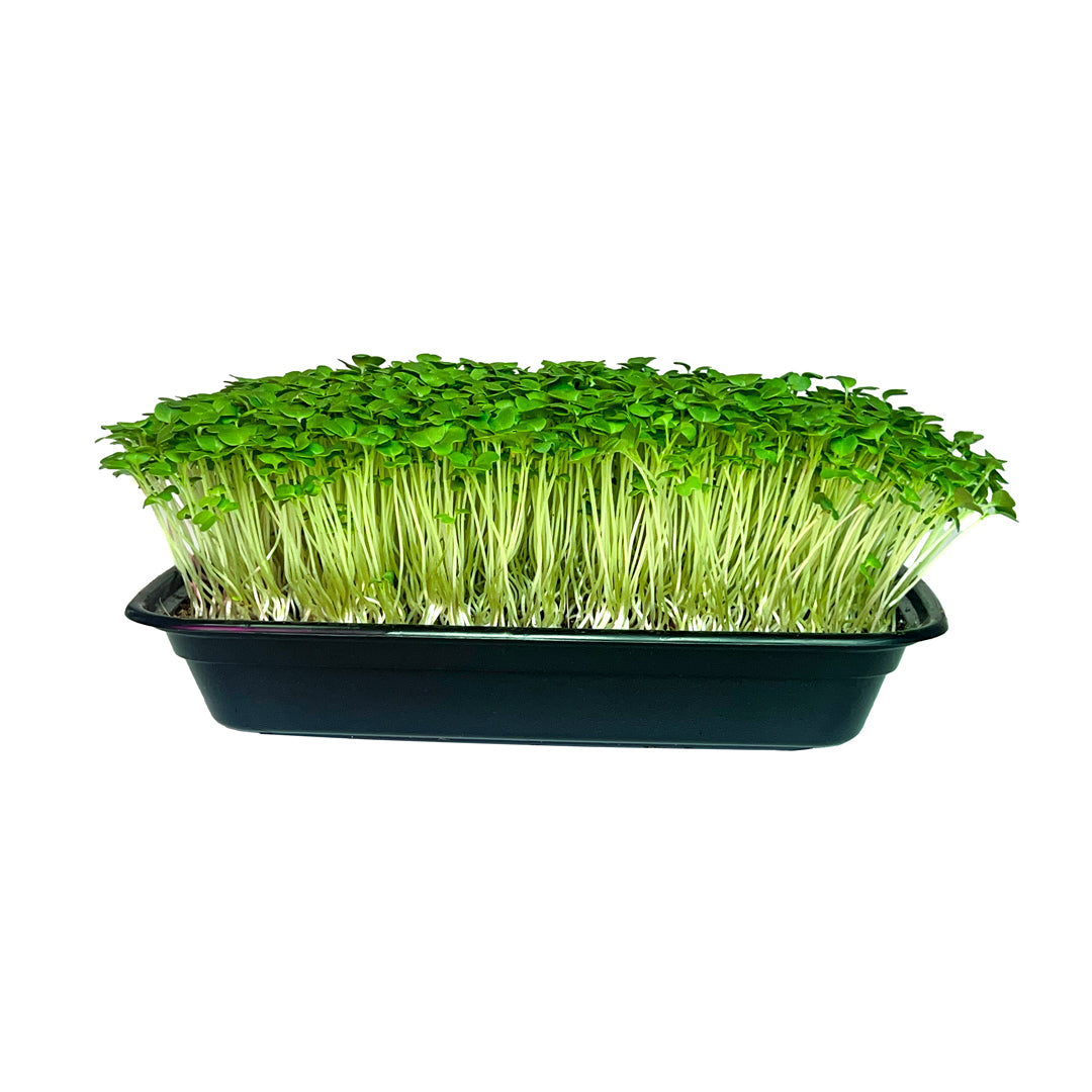 Microgreens DIY Grow Kit