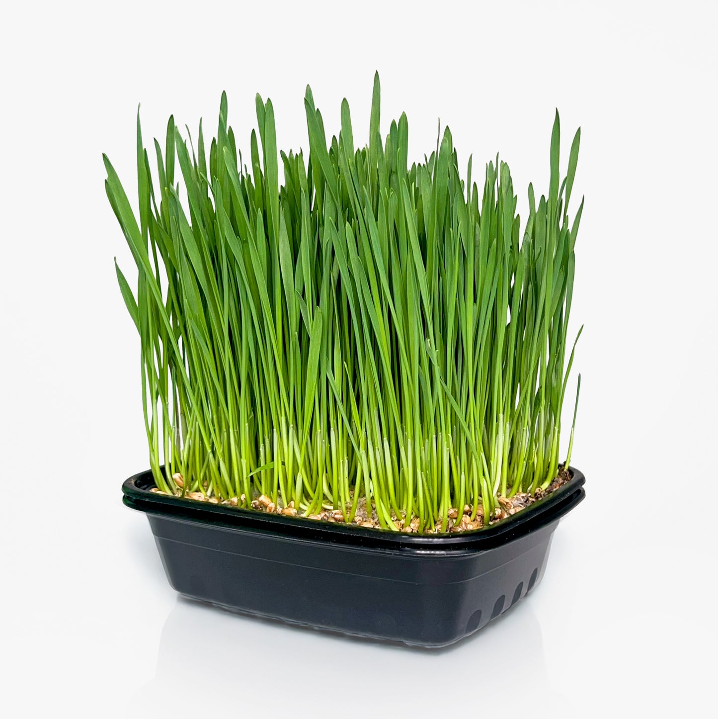 Wheatgrass Live Tray