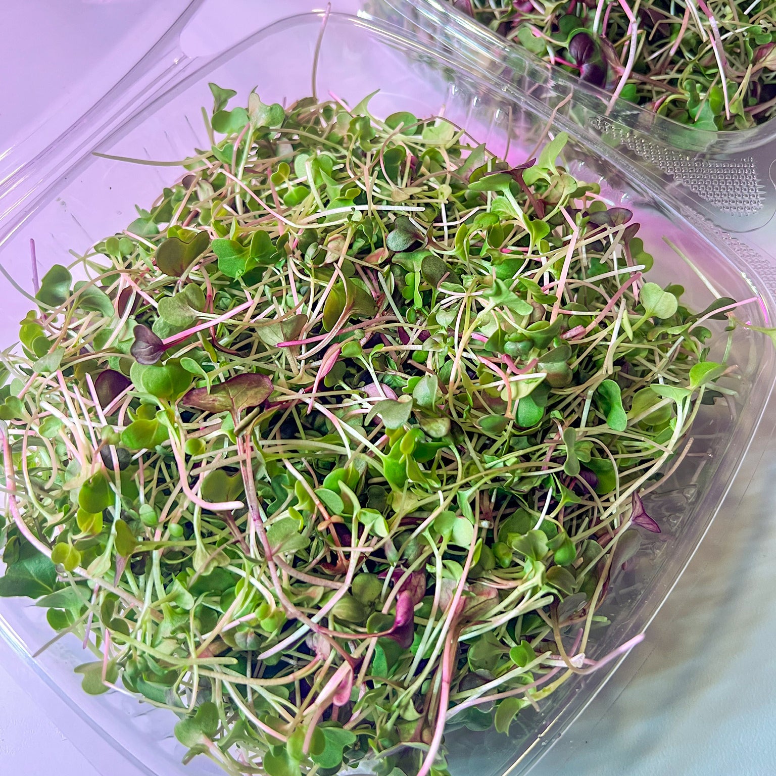 Micro Mixed Spicy Micro Mix – My Store