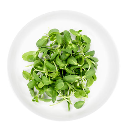 Sunflower Shoots